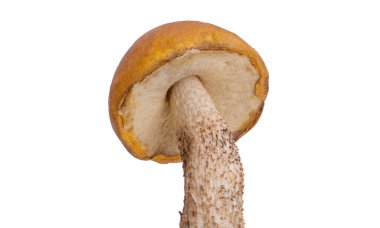 Beyaz arka planda izole edilmiş Boletus mantarları