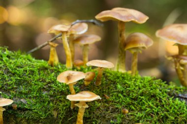 Ormanda sonbahar mantarları yetişiyor.