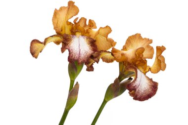 Beyaz arka planda izole edilmiş güzel iris çiçekleri