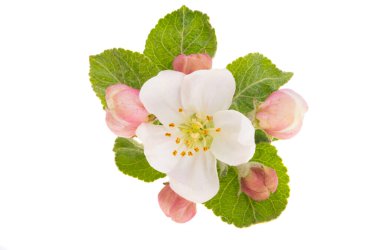 Elma ağacı çiçekleri beyaz arkaplanda izole