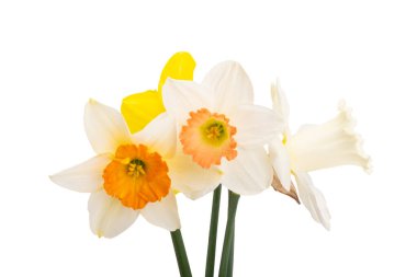 Çiçekler beyaz arka planda izole edilmiş nergisler