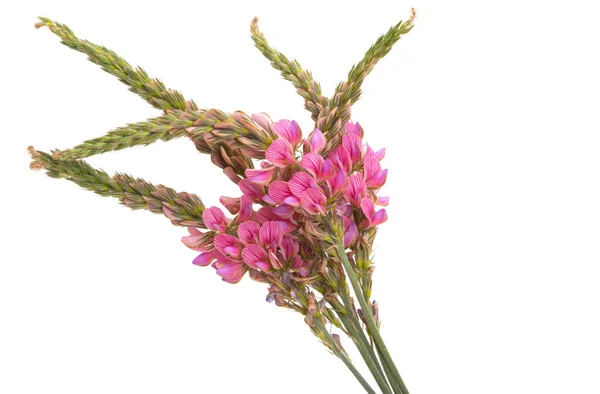 Roze Weide Bloemen Geïsoleerd Witte Achtergrond — Stockfoto