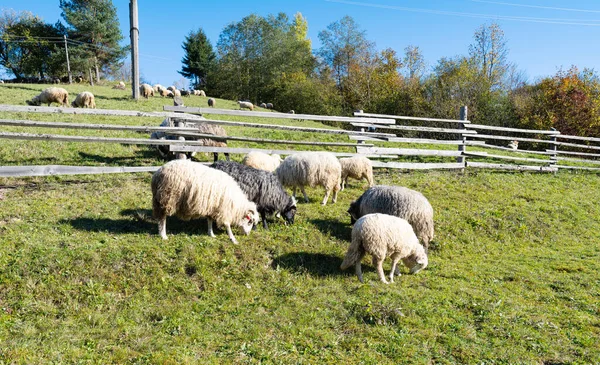 牧草地で羊の放牧 — ストック写真