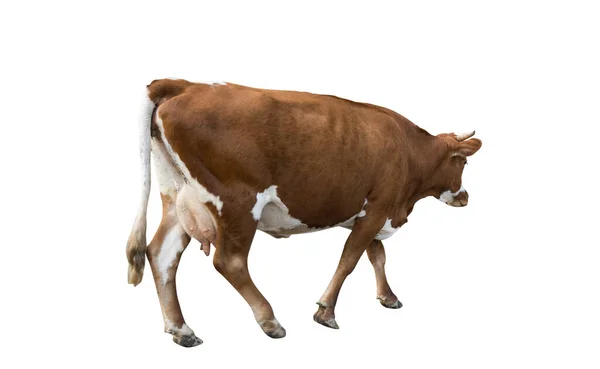 Vaca Aislada Sobre Fondo Blanco — Foto de Stock