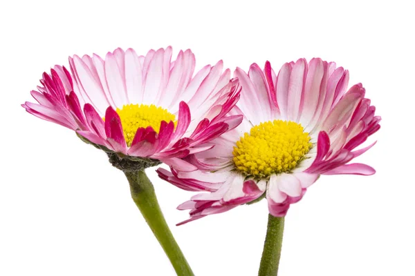 Gänseblümchen Blume Isoliert Auf Weißem Hintergrund — Stockfoto