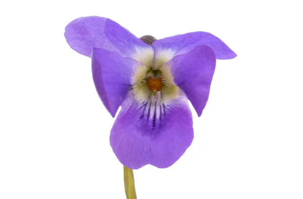 Violet Virág Elszigetelt Fehér Háttér — Stock Fotó