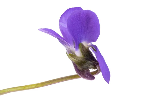 Fiore Viola Isolato Sfondo Bianco — Foto Stock