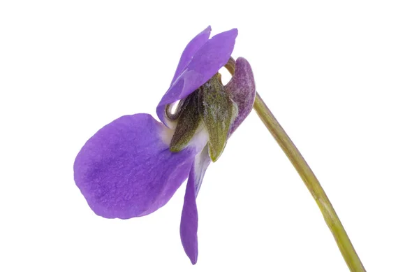 Фіолетова Квітка Ізольована Білому Фоні — стокове фото