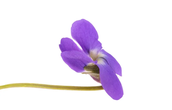 Violet Flower Isolated White Background — Stock Photo, Image