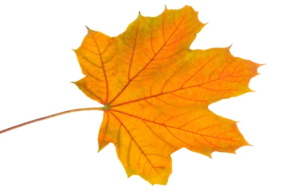Autumn Maple Leaves White Background — Stock Photo, Image