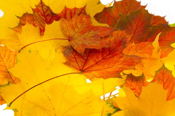 Autumn Maple Leaves White Background — Stock Photo, Image