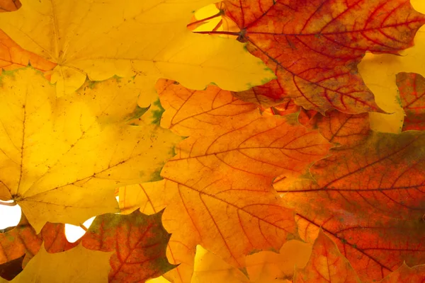 Podzimní Javorové Listy Bílém Pozadí — Stock fotografie