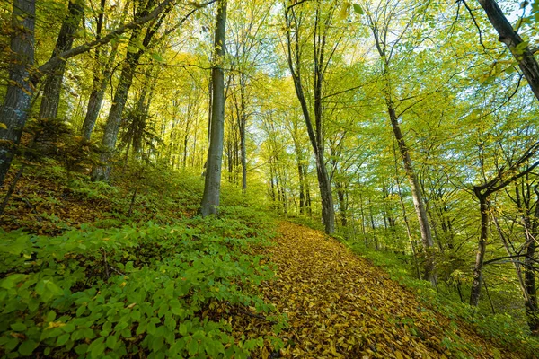 Paysage Forêt Automne Par Une Journée Ensoleillée — Photo