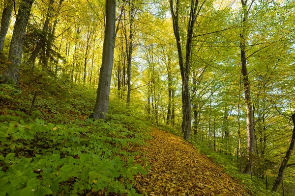 Paisagem Floresta Outono Dia Ensolarado — Fotografia de Stock