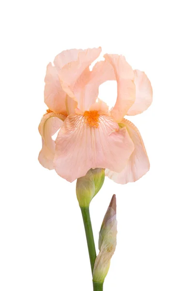 Mooie Iris Bloemen Geïsoleerd Witte Achtergrond — Stockfoto