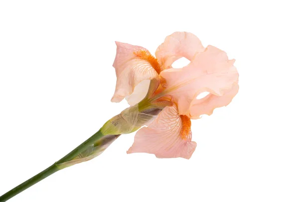 Krásné Duhovky Květiny Izolované Bílém Pozadí — Stock fotografie