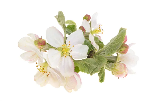 Fleurs Pommier Isolé Sur Fond Blanc — Photo