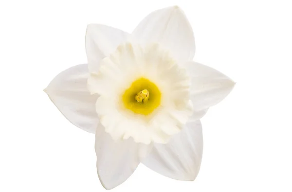 白い背景に孤立した花の水仙 — ストック写真