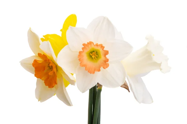 Flores Narcisos Isolado Fundo Branco — Fotografia de Stock
