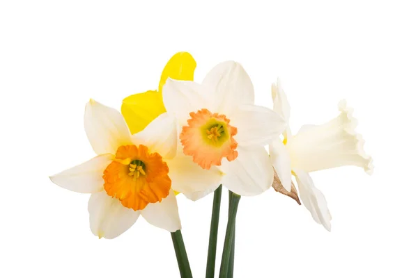 Fleurs Jonquilles Isolées Sur Fond Blanc — Photo