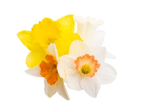 Květiny Narcisy Izolované Bílém Pozadí — Stock fotografie
