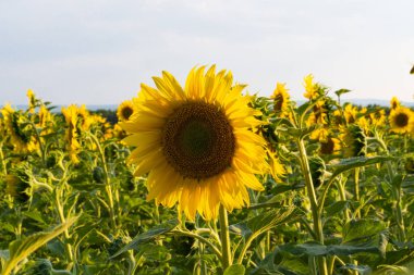 Tarlada büyüyen ayçiçeği