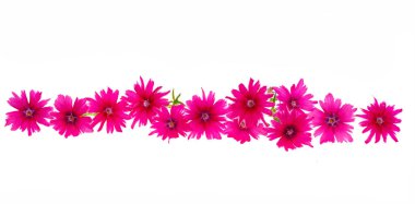 Beyaz arkaplanda izole edilmiş pembe verbena çiçekleri