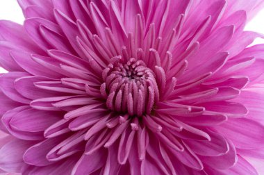 Kasımpatı beyaz arkaplanda izole edildi