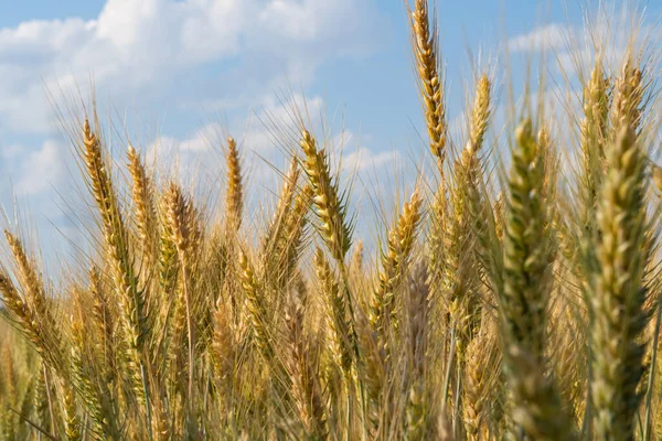 Пшениця Полі Сонячний День — стокове фото