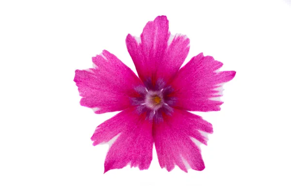 Rosa Verbena Blommor Isolerad Vit Bakgrund — Stockfoto