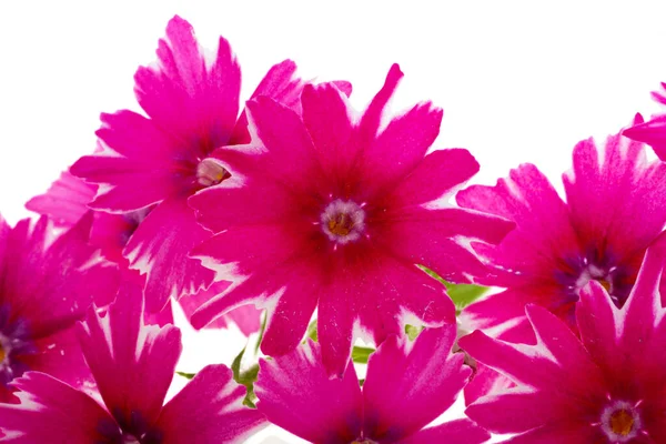Roze Verbena Bloemen Geïsoleerd Witte Achtergrond — Stockfoto