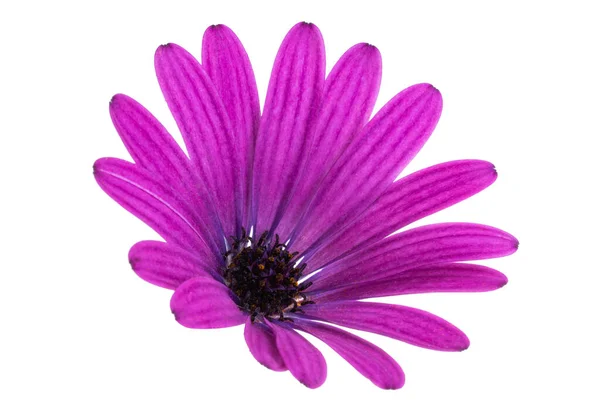 Osteosperumum Flower Marguerite Isolée Sur Fond Blanc Macro Gros Plan — Photo