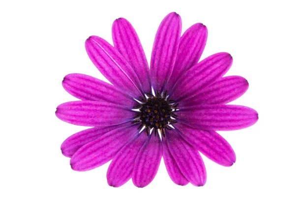 Osteosperumum Flower Daisy Izolované Bílém Pozadí Uzavření Makra — Stock fotografie