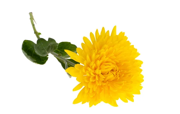 Chrysanthemum Isolated White Background — Stock Photo, Image