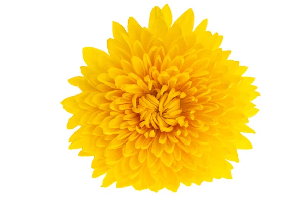 Chrysant Geïsoleerd Witte Achtergrond — Stockfoto