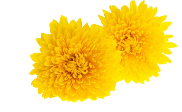 Chrysantheme Isoliert Auf Weißem Hintergrund — Stockfoto