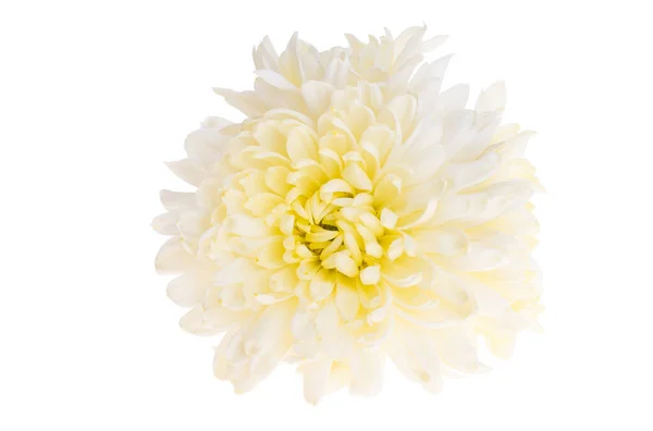 Chrysanthème Isolé Sur Fond Blanc — Photo