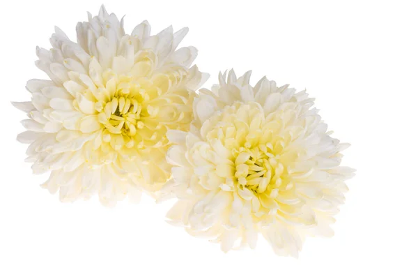 Chrysant Geïsoleerd Witte Achtergrond — Stockfoto