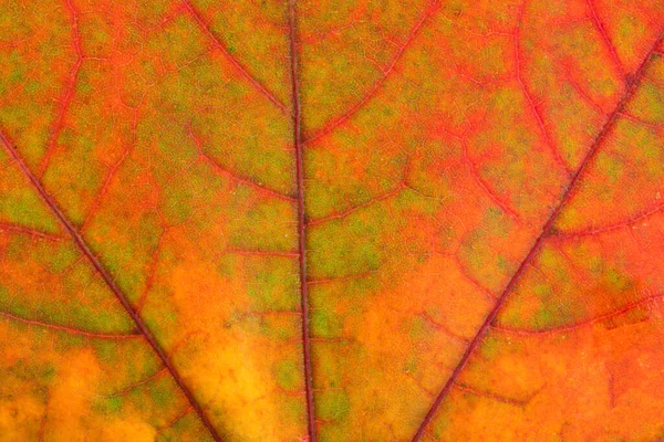 Textuur Van Herfst Maple Leaf — Stockfoto