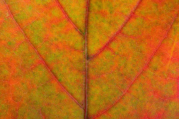 Текстура Осеннего Кленового Листа — стоковое фото