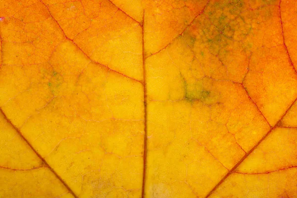Textura Podzimní Javorový List — Stock fotografie