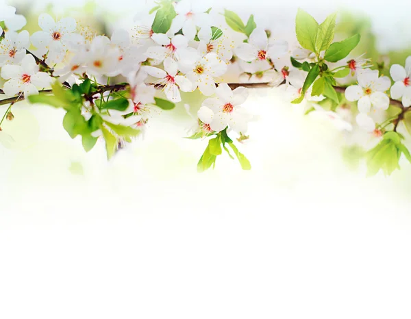 Flores blancas de primavera en una rama de árbol — Foto de Stock