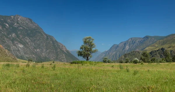 Одинокое дерево в горах. Горы Алтая. Россия — стоковое фото