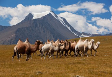 dağ karşı deve sürüsü. Altay Dağları. Moğolistan