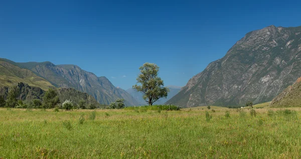 Arbre solitaire dans les montagnes. Montagnes Altaï. Russie — Photo