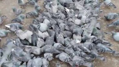 Birçok güvercin şehir sokaklarında yemek yer.