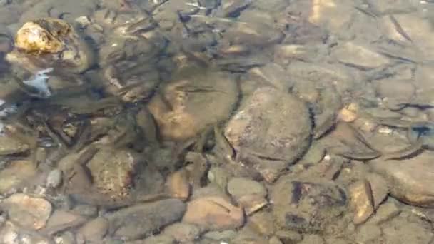 Little Minnows Transparent Water — Stock Video