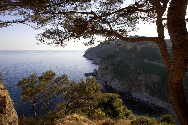 sea landscape with pine