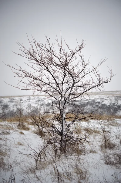 Drzewo zimą. — Zdjęcie stockowe