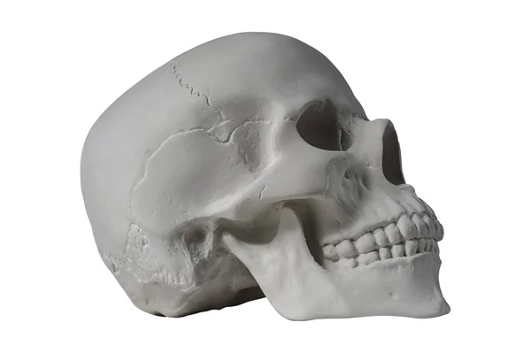 Crânio humano de gesso em fundo branco isolado com caminho de recorte. Crânio modelo de amostra de gesso para estudantes de escolas de arte. Conceito de ciência forense, anatomia e educação artística. Mockup para desenho. — Fotografia de Stock
